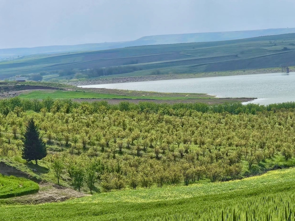 Satılık Tarla 22.750 m² Nar Bahçesi Dönüm 650.000